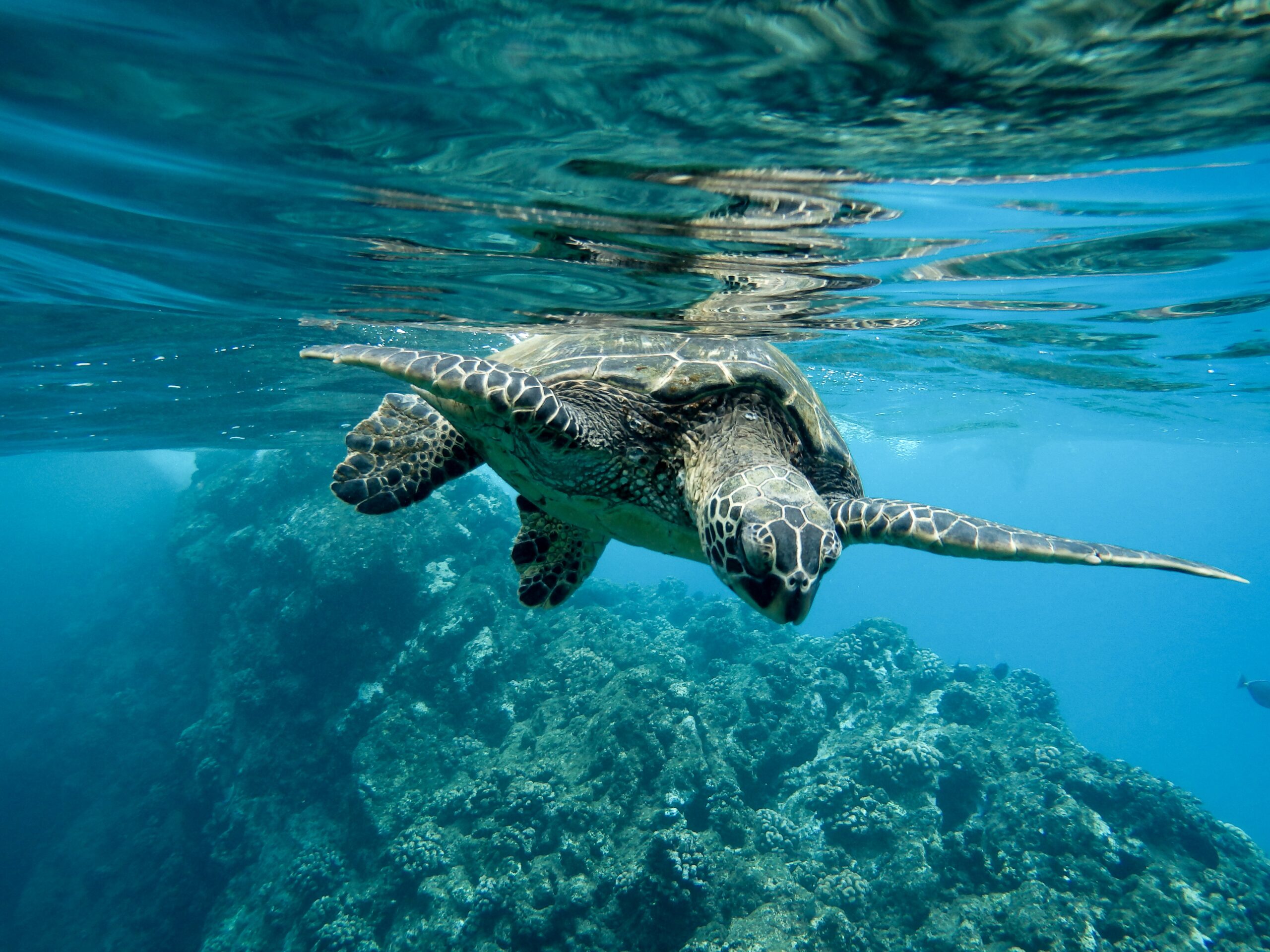 Closeup of a green sea turtle swimming underwater under the lights – cool for nature concepts